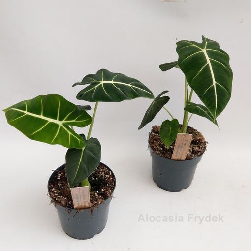 Alocasia micholitziana 'Frydek'