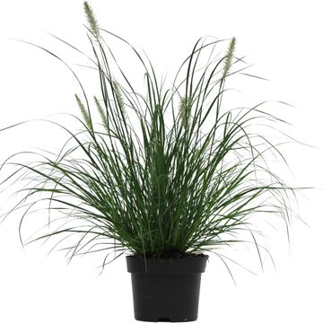 Pennisetum alopecuroides 'Little Bunny'