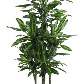 Dracaena fragrans CINTHO