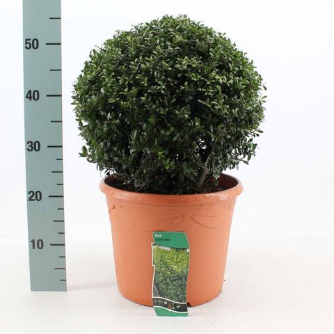 Ilex crenata 'Stokes'