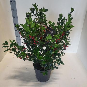 Ilex x meserveae 'Blue Maid'