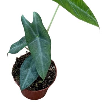 Alocasia longiloba SILVER CROWN