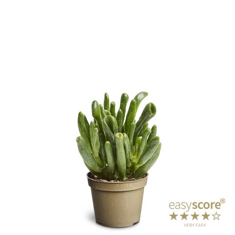 Crassula 'Horntree'