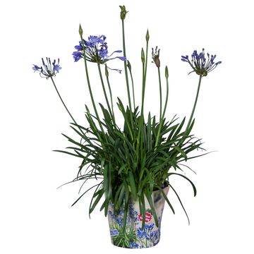 Agapanthus SUMMER LOVE BLUE