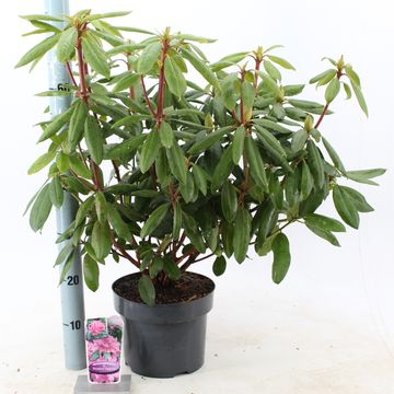 Rhododendron 'Розеум Элеганс'
