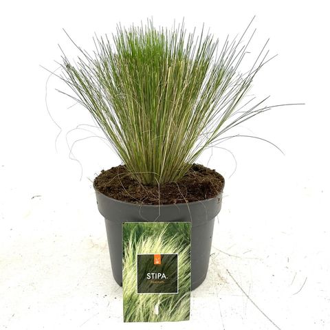 Stipa tenuissima 'Ponytails'