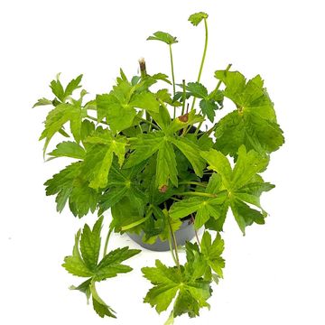 Astrantia major 'Shaggy'