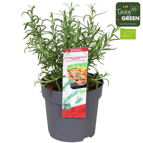Rosmarinus officinalis 'Abraxas'