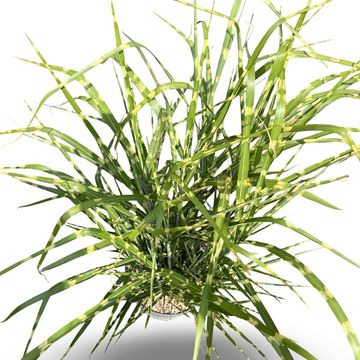 Miscanthus sinensis 'Strictus'