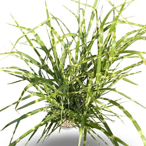 Miscanthus sinensis 'Strictus'