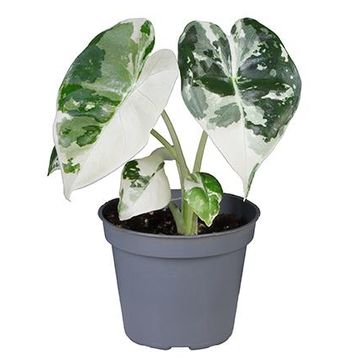 Alocasia micholitziana 'Frydek Variegata'