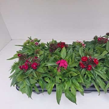 Dianthus barbatus MIX