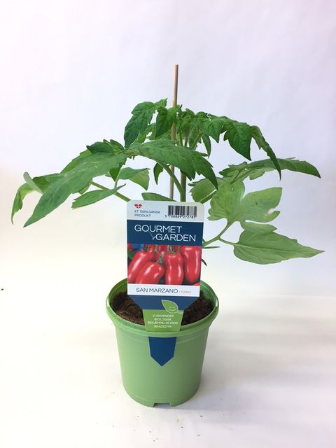 Solanum lycopersicum 'San Marzano'