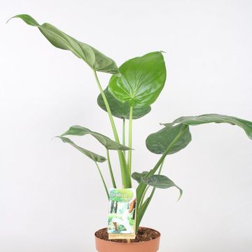 Alocasia cucullata