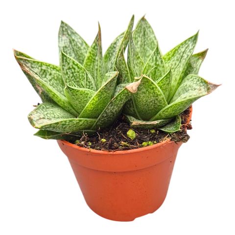 Gasteria 'Robin'