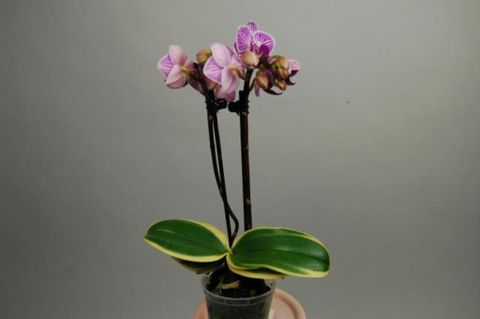 Phalaenopsis Sogo Vivien