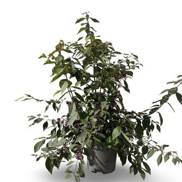 Callicarpa bodinieri 'Profusion'