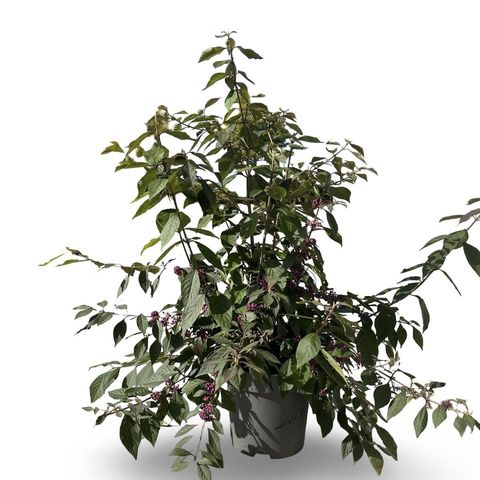 Callicarpa bodinieri 'Profusion'