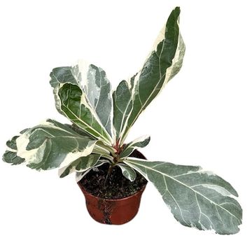 Ficus lyrata 'Variegata'