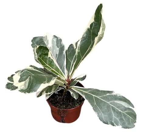 Ficus lyrata 'Variegata'