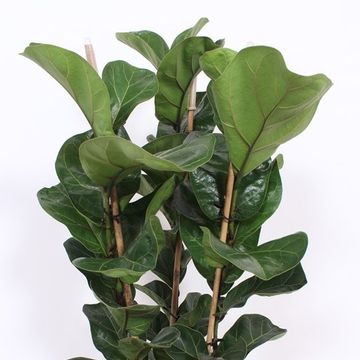 Ficus lyrata 'Bambino'