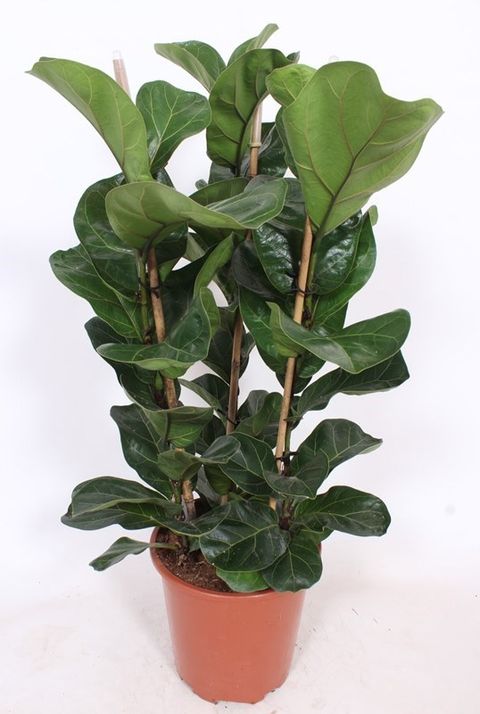 Ficus lyrata 'Bambino'