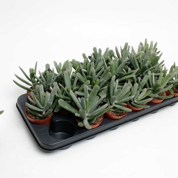 Cotyledon 'Octopus'