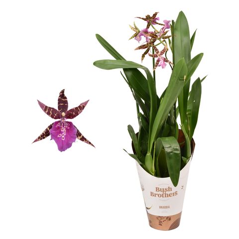 Brassia Shelob 'Tolkien'