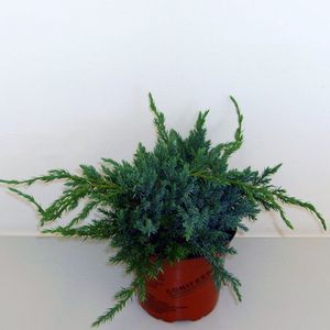 Juniperus squamata 'Blue Carpet' (Boomkwekerij Potcultuur Gebr. Rademaker)