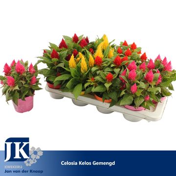 Celosia argentea KELOS FIRE MIX