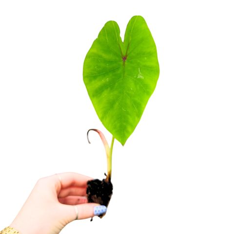 Colocasia 'Hybrid Mocha Lava'