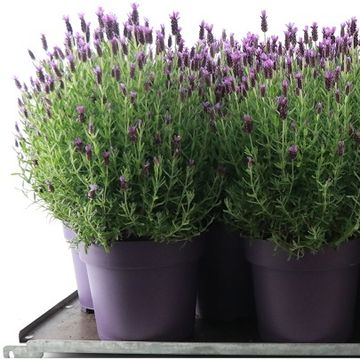 Lavandula stoechas 'Anouk Pink'