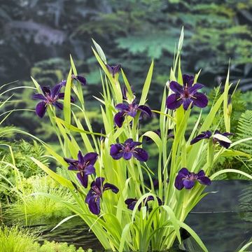 Iris 'Black Gamecock'