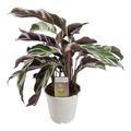 Calathea 'White Fusion'