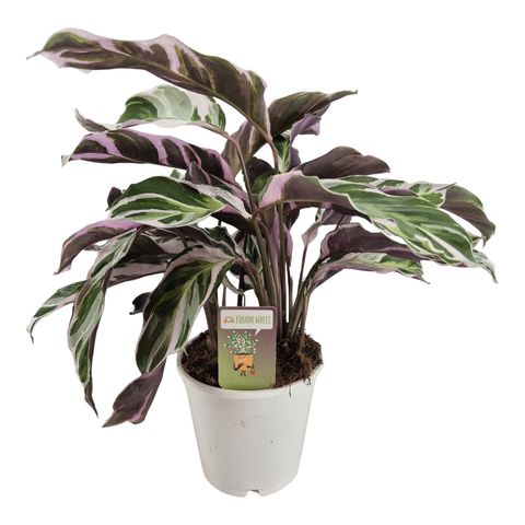 Calathea 'White Fusion'