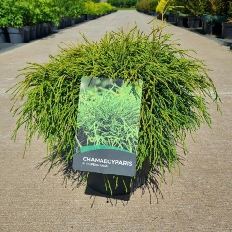 Chamaecyparis pisifera 'Filifera Nana'