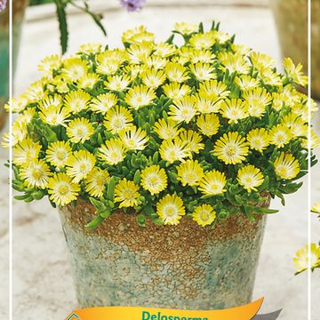 Delosperma ICE CREAM YELLOW