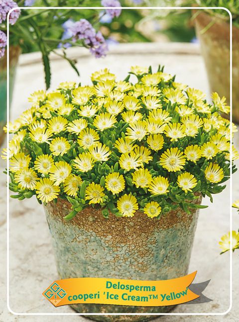 Delosperma ICE CREAM YELLOW