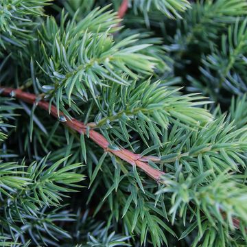 Juniperus conferta 'Schlager'