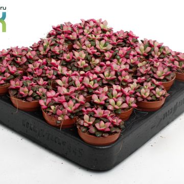 Anacampseros rufescens 'Sunrise'