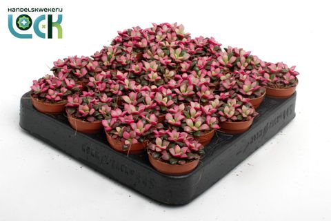 Anacampseros rufescens 'Sunrise'