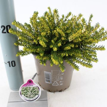 Erica x darleyensis MIX