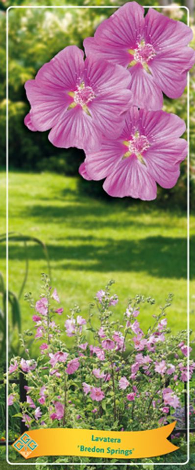 Lavatera 'Bredon Springs'