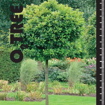 Quercus palustris 'Green Dwarf'