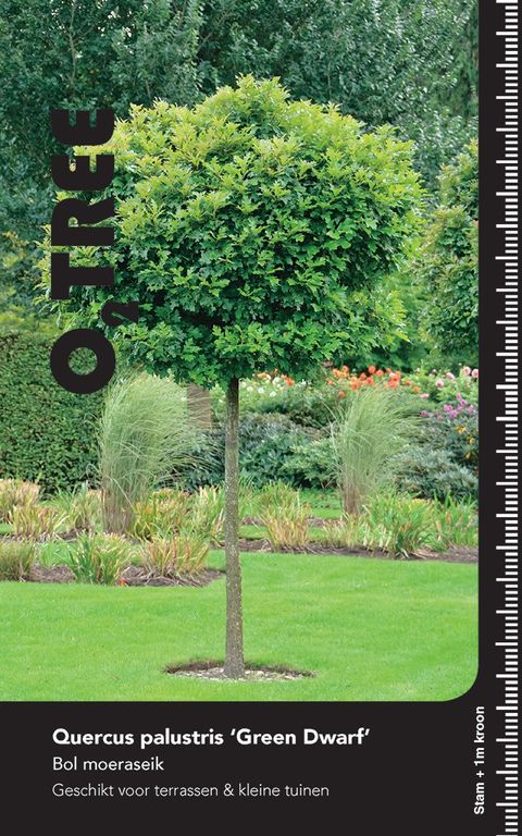 Quercus palustris 'Green Dwarf'