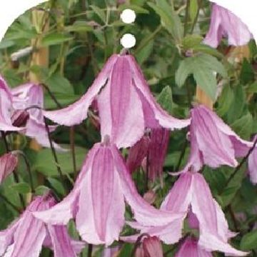 Clematis 'Pink Delight' (D)