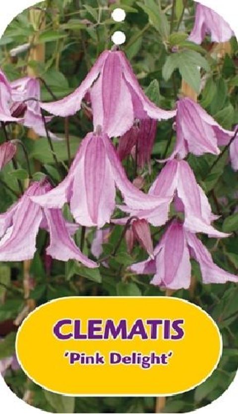 Clematis 'Pink Delight' (D)