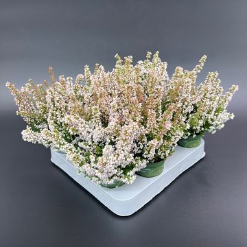 Erica gracilis BEAUTY QUEEN FABIOLA