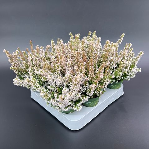 Erica gracilis BEAUTY QUEEN FABIOLA