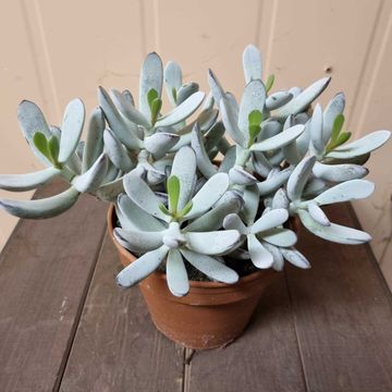 Cotyledon orbiculata 'Silver Peak'